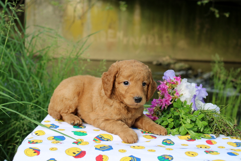 puppy, for, sale, Mini Goldendoodle , Matthew B. Stoltzfus, dog, breeder, Gap, PA, dog-breeder, puppy-for-sale, forsale, nearby, find, puppyfind, locator, puppylocator, aca